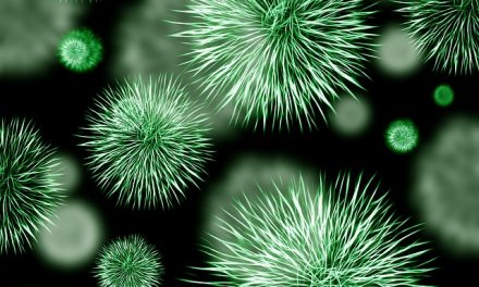 Nova studija objašnjava zašto MRSA ‘superbakterija’ ubija pacijente sa gripom