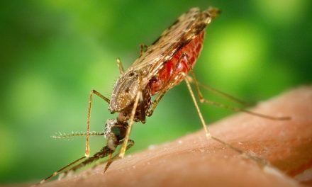 Bolesti koje prenose krpelji i komarci (Vektorske zarazne bolesti)